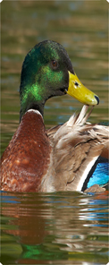 Duck Mallard